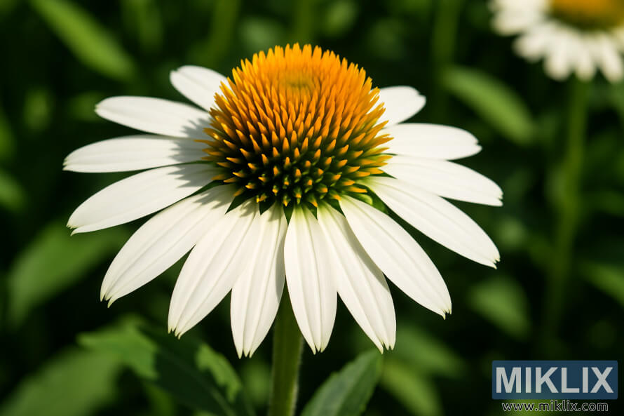 Ù
ÙØ³Ù
گرÙ
ا Ú©Û Ø¯Ú¾ÙÙ¾ ÙØ§ÙÛ Ø¯Ù Ø³ÙÛØ¯ اÙÙÛ Ù¾ÙÚ©Ú¾ÚÛÙÚº Ø§ÙØ± سÙÛØ±Û Ù¾ÛÙÛ Ø¯Ø±Ù
ÛØ§ÙÛ Ø´ÙÚ© Ú©Û Ø³Ø§ØªÚ¾ اÛÚ© Ø®ÙØ´Ø¨Ùدار ÙØ±Ø´ØªÛ Ú©ÙÙÛ ÙÙØ§Ùر Ú©Û Ú©ÙÙØ² اپ تصÙÛØ±Û Ù
ÙØ³Ù
گرÙ
ا Ú©Û Ø¯Ú¾ÙÙ¾ ÙØ§ÙÛ Ø¯Ù Ø³ÙÛØ¯ اÙÙÛ Ù¾ÙÚ©Ú¾ÚÛÙÚº Ø§ÙØ± سÙÛØ±Û Ù¾ÛÙÛ Ø¯Ø±Ù
ÛØ§ÙÛ Ø´ÙÚ© Ú©Û Ø³Ø§ØªÚ¾ اÛÚ© Ø®ÙØ´Ø¨Ùدار ÙØ±Ø´ØªÛ Ú©ÙÙÛ ÙÙØ§Ùر Ú©Û Ú©ÙÙØ² اپ تصÙÛØ±Û