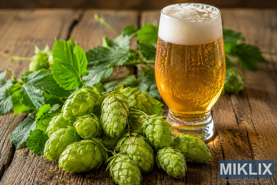 Close-up still life of fresh green Triskel hop cones covered in morning dew beside a glass of golden craft beer with a creamy foamy head on a rustic wooden table under soft natural lighting.