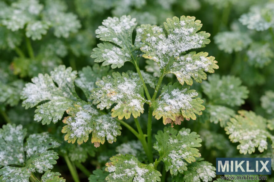 Gros plan des feuilles de coriandre montrant la croissance fongique du mildiou blanc sur le feuillage vert