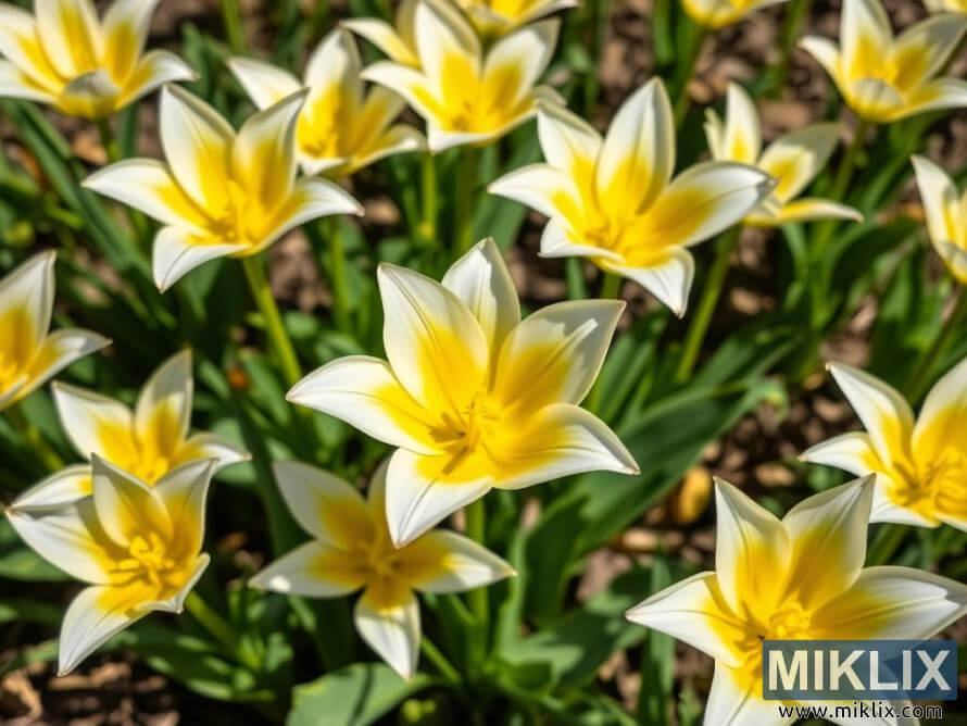 Grappe de tulipes en forme dâÃ©toile aux bords blancs et aux centres jaunes dans un jardin printanier.