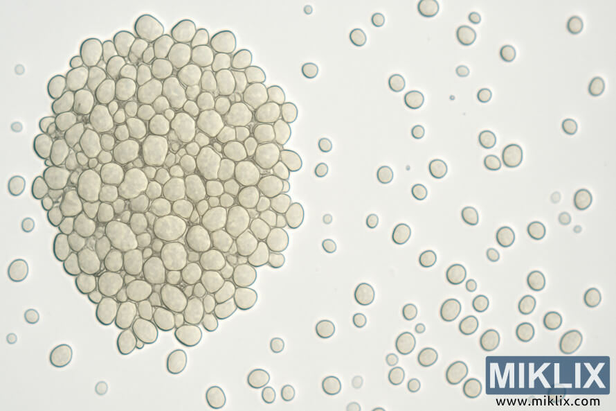 Imagem microscópica em close-up mostrando células de levedura da cerveja Scottish Ale floculando em aglomerados densos. Imagem microscópica em close-up mostrando células de levedura da cerveja Scottish Ale floculando em aglomerados densos.