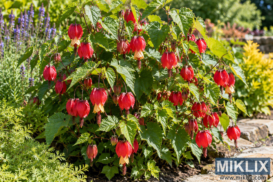 Sunlit Chinese hat plant with green leaves and abundant hanging red and yellow flowers in a lush garden border. Sunlit Chinese hat plant with green leaves and abundant hanging red and yellow flowers in a lush garden border.