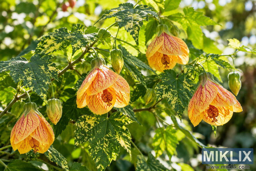 Flowering abutilon pictum with yellow-orange veined blooms and variegated green leaves in filtered sunlight Flowering abutilon pictum with yellow-orange veined blooms and variegated green leaves in filtered sunlight