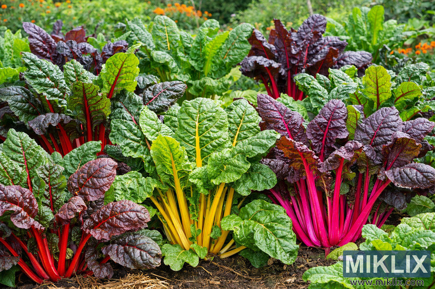 A lush garden bed filled with thriving Swiss chard plants displaying colorful stems in red, yellow, and pink beneath large textured green and purple leaves.