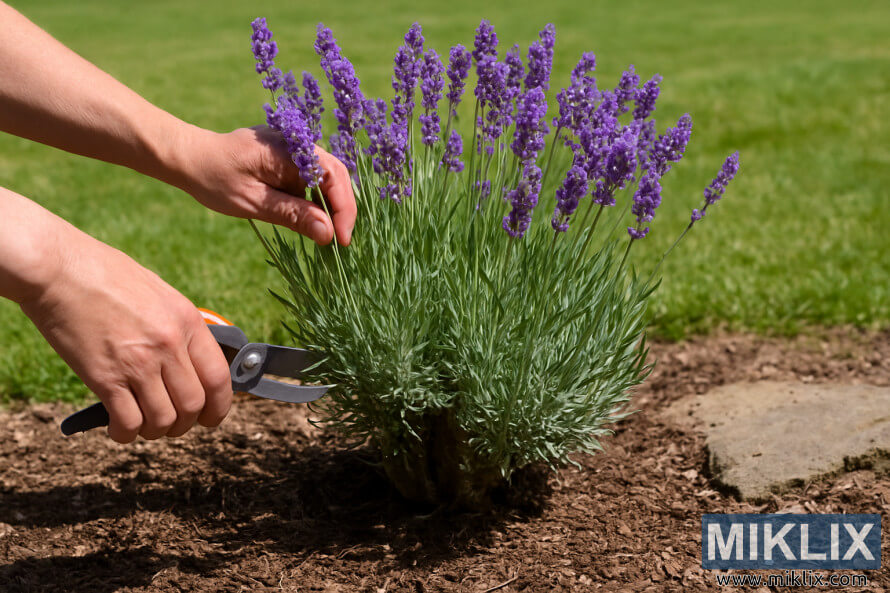 دھÙÙ¾ ÙØ§ÙÛ Ø¨Ø§Øº Ù
ÛÚº ÙÚ©ÚÛ Ú©Û ÙÙ
Ù Ú©Û Ø¨Ø§Ùک٠اÙپر ÙÛÙÚÛÙÚº Ú©Û Ø³Ø§ØªÚ¾ ÙÛÙÛÙÚØ± Ú©Û Ù¾ÙØ¯Û Ú©Û Ú©Ù¹Ø§Ø¦Û Ú©Ø±ØªÛ ÛÙØ¦Û باغبا٠کا Ú©ÙÙØ² Ø§Ù¾Û Ø¯Ú¾ÙÙ¾ ÙØ§ÙÛ Ø¨Ø§Øº Ù
ÛÚº ÙÚ©ÚÛ Ú©Û ÙÙ
Ù Ú©Û Ø¨Ø§Ùک٠اÙپر ÙÛÙÚÛÙÚº Ú©Û Ø³Ø§ØªÚ¾ ÙÛÙÛÙÚØ± Ú©Û Ù¾ÙØ¯Û Ú©Û Ú©Ù¹Ø§Ø¦Û Ú©Ø±ØªÛ ÛÙØ¦Û باغبا٠کا Ú©ÙÙØ² اپÛ