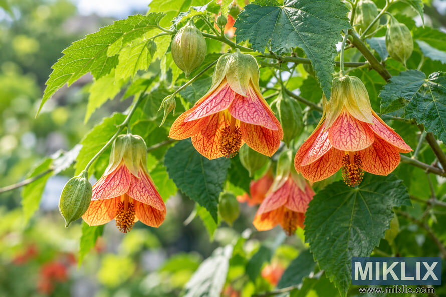 Close-up of orange and coral bell-shaped Chinese lantern flowers hanging among green leaves and unopened buds. Close-up of orange and coral bell-shaped Chinese lantern flowers hanging among green leaves and unopened buds.