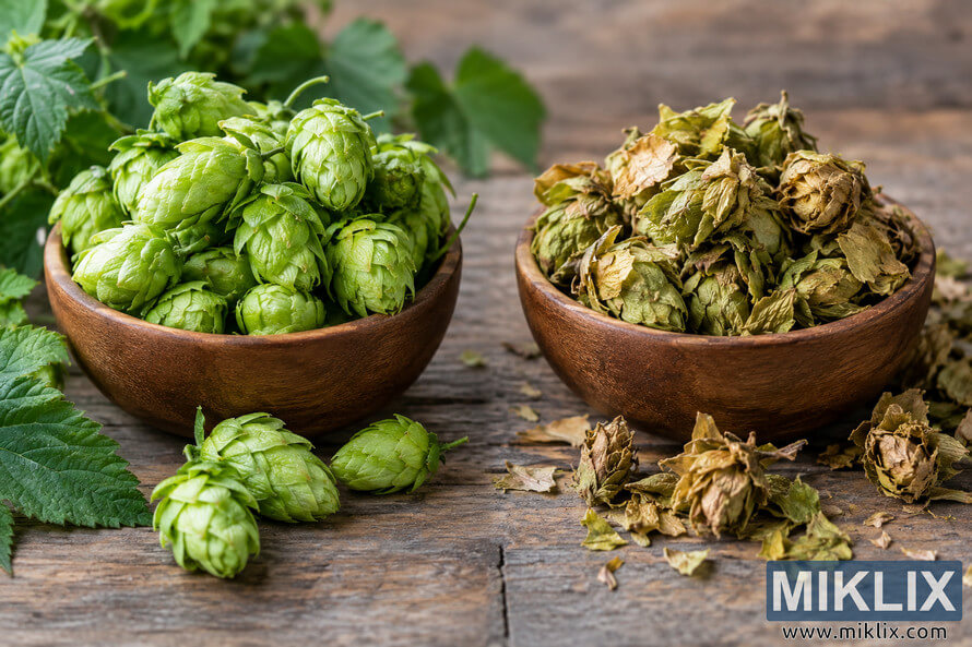 Side-by-side photo of fresh bright green hop cones and degraded dry brownish hops in wooden bowls on a rustic table, showing differences in color, texture, and condition. Side-by-side photo of fresh bright green hop cones and degraded dry brownish hops in wooden bowls on a rustic table, showing differences in color, texture, and condition.