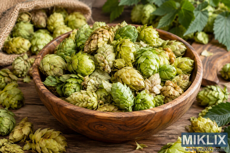 Landscape photograph of multiple varieties of green and golden hop cones mixed together in a rustic wooden bowl, with loose hops, burlap, and green hop foliage in the background.