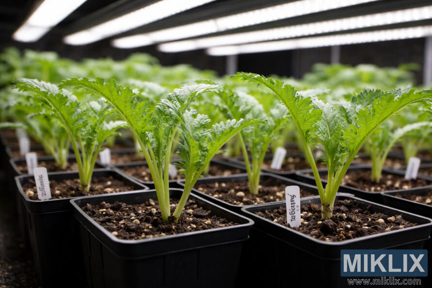 Young artichoke seedlings growing in small black pots under bright indoor grow lights, with healthy green leaves and labeled soil trays.