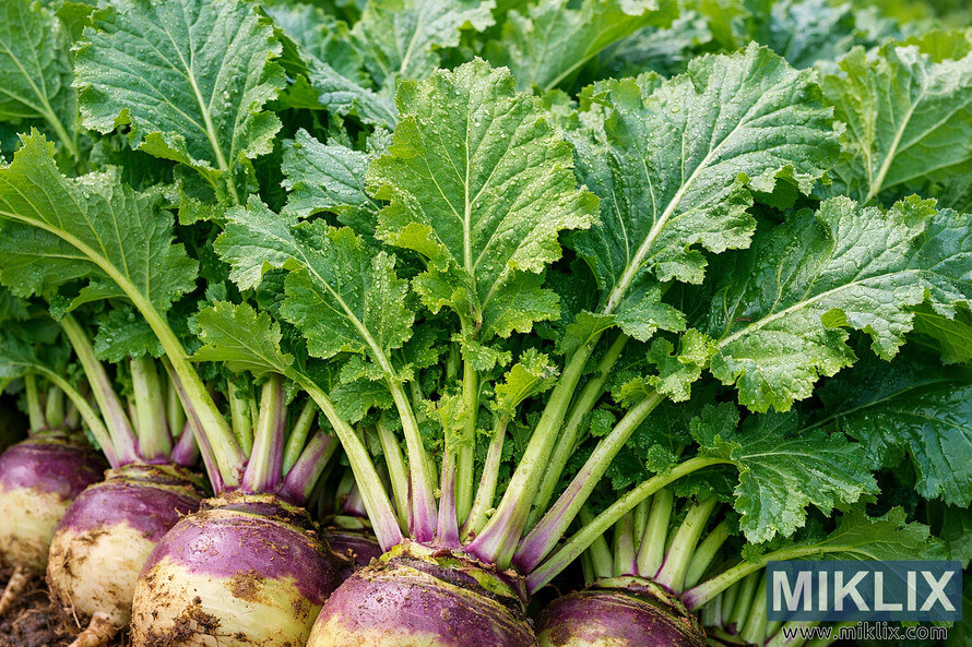 Close-up landscape photo of freshly harvested rutabaga greens showing crisp, vibrant leafy tops and the upper portion of the round root bulbs, with water droplets glistening on the textured leaves and a softly blurred background of overlapping greens. Close-up landscape photo of freshly harvested rutabaga greens showing crisp, vibrant leafy tops and the upper portion of the round root bulbs, with water droplets glistening on the textured leaves and a softly blurred background of overlapping greens.