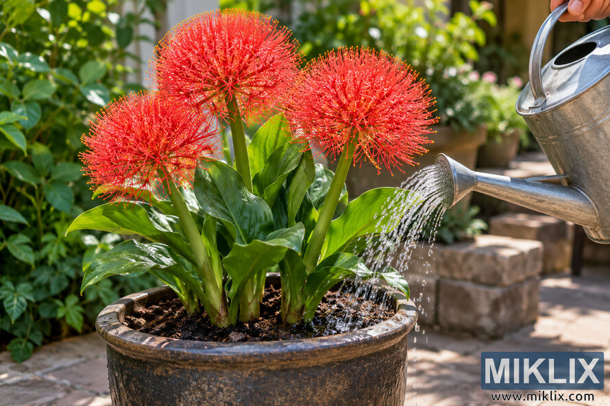 Potted blood lily with bright red spherical flowers being watered with a metal watering can on a sunny garden patio. Potted blood lily with bright red spherical flowers being watered with a metal watering can on a sunny garden patio.