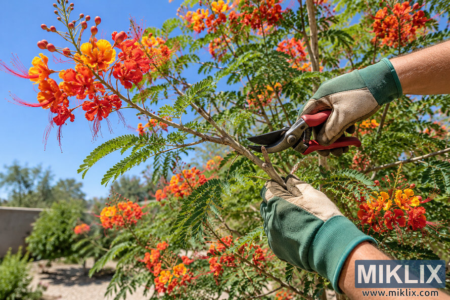Gloved hands use red-handled pruning shears to trim a flowering shrub with orange, yellow, and red blossoms under a clear blue sky. Gloved hands use red-handled pruning shears to trim a flowering shrub with orange, yellow, and red blossoms under a clear blue sky.