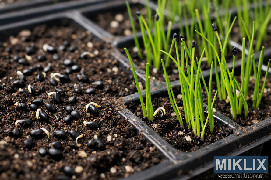 Close-up of chive seeds and seedlings growing in black plastic seed trays filled with dark soil, showing tiny black seeds on the left and vibrant green shoots on the right. Close-up of chive seeds and seedlings growing in black plastic seed trays filled with dark soil, showing tiny black seeds on the left and vibrant green shoots on the right.
