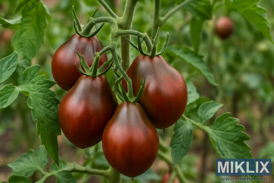 ChÃ¹m cÃ  chua Äen Trifele Nháº­t Báº£n chÃ­n má»ng má»c trÃªn dÃ¢y leo trong vÆ°á»n.