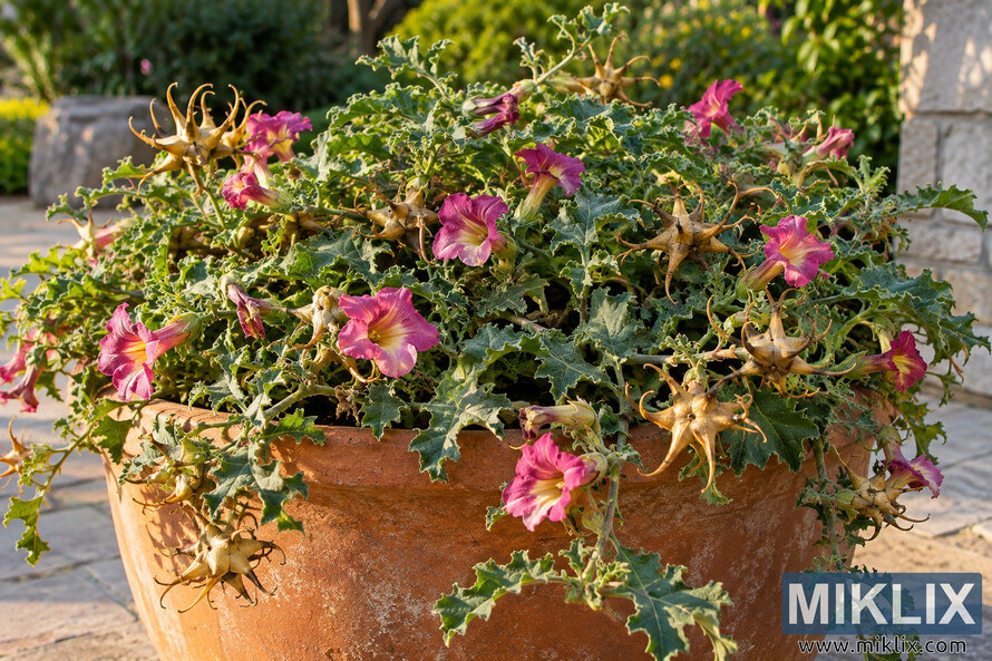 Large terracotta container filled with sprawling Devil's Claw, featuring lobed green leaves, pink trumpet-shaped flowers and pointed brown seed pods. Large terracotta container filled with sprawling Devil's Claw, featuring lobed green leaves, pink trumpet-shaped flowers and pointed brown seed pods.