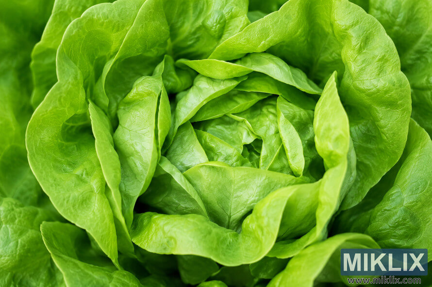 Close-up macro photograph of fresh butterhead lettuce showing layered tender green leaves with soft texture, delicate veins, and natural folds filling the entire frame in landscape orientation. Close-up macro photograph of fresh butterhead lettuce showing layered tender green leaves with soft texture, delicate veins, and natural folds filling the entire frame in landscape orientation.