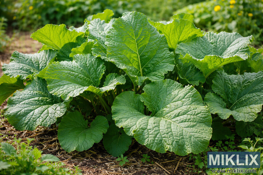 Lush green burdock plant with large textured leaves growing vigorously in rich soil in an organic garden, showing no visible pest damage.