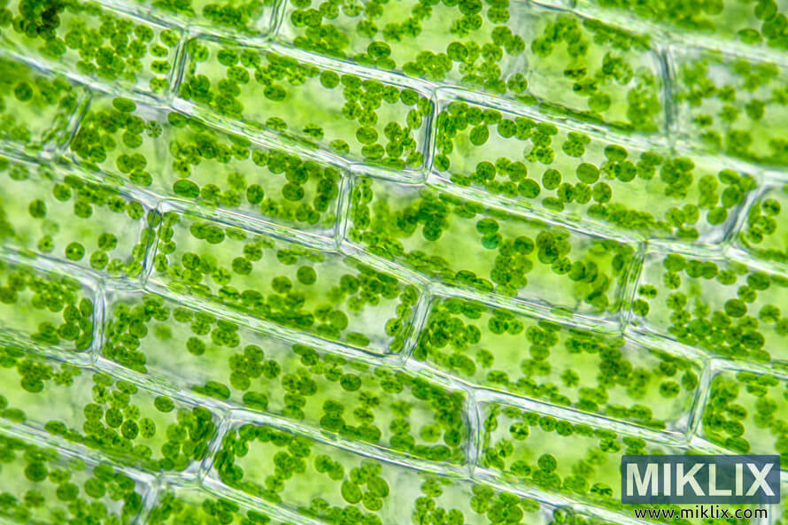 High-resolution microscopic view of chlorophyll-rich wheatgrass cells showing rectangular plant cell walls and vibrant green chloroplasts distributed throughout the cellular structure. High-resolution microscopic view of chlorophyll-rich wheatgrass cells showing rectangular plant cell walls and vibrant green chloroplasts distributed throughout the cellular structure.
