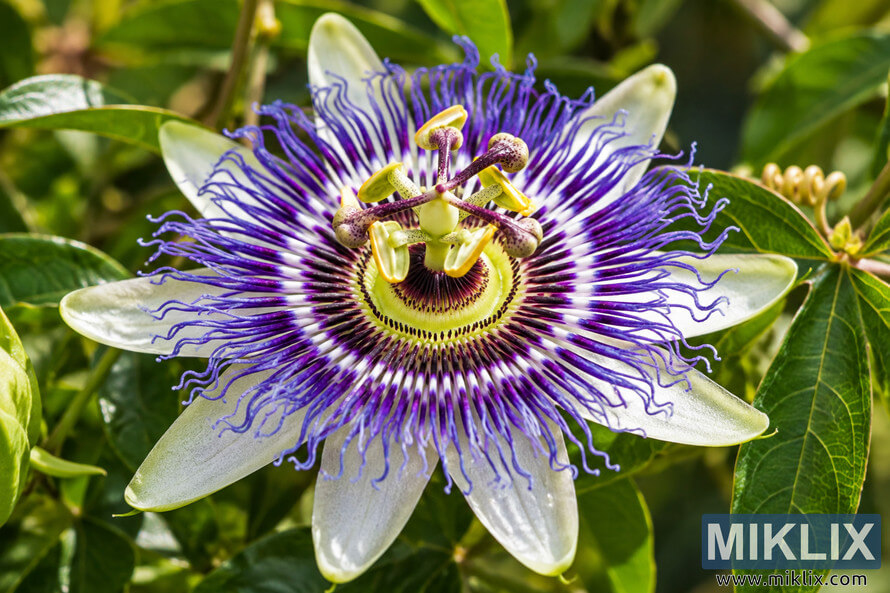 Macro close-up of a passionflower with white petals, vivid purple corona filaments, yellow-green center, and glossy green leaves. Macro close-up of a passionflower with white petals, vivid purple corona filaments, yellow-green center, and glossy green leaves.