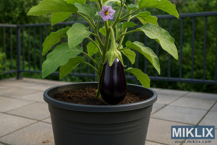 Shukar Æwai da ke girma a cikin babban akwati a kan baranda mai hasken rana tare da ganye kore da 'ya'yan itace masu nunannu