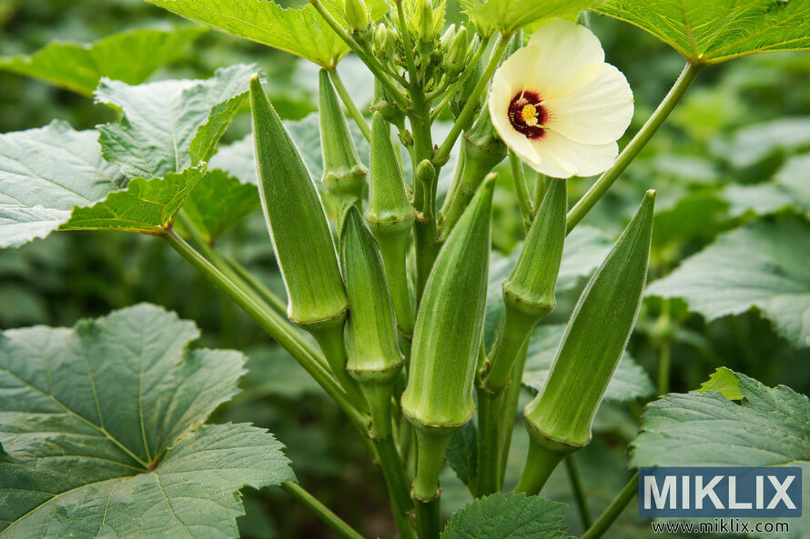 Close-up of Clemson Spineless okra pods growing on a green plant with a pale yellow flower and burgundy center in natural daylight.