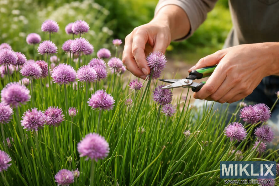 Umlimi usebenzisa izihlikihli zezandla ukusika izimbali ze-chive ezinsomi phakathi kweziqu eziluhlaza engadini ekhanyiswe yilanga Umlimi usebenzisa izihlikihli zezandla ukusika izimbali ze-chive ezinsomi phakathi kweziqu eziluhlaza engadini ekhanyiswe yilanga