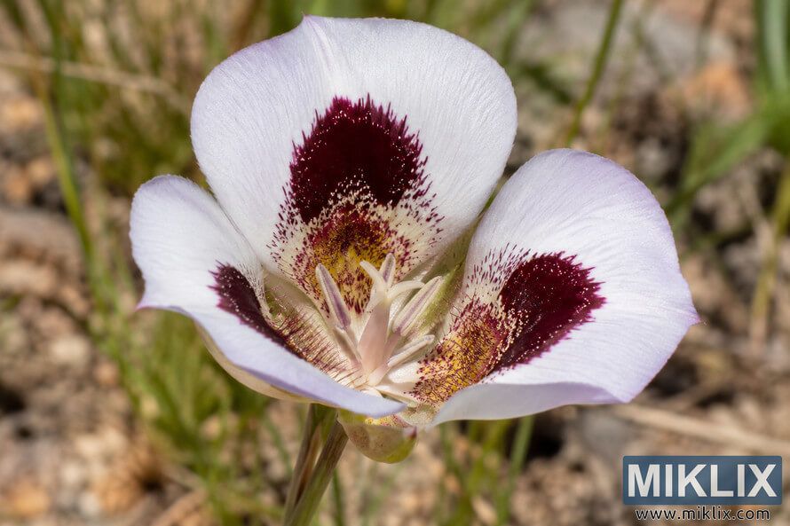 Macro view of a pale Calochortus venustus flower with three large dark burgundy petal blotches against a softly blurred rocky grassland background. Macro view of a pale Calochortus venustus flower with three large dark burgundy petal blotches against a softly blurred rocky grassland background.