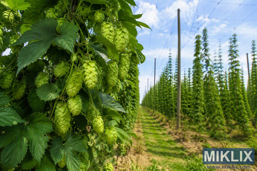 Landscape photograph of mature Progress hop plants growing on tall bines in an English hop garden. Green hop cones hang in dense clusters in the foreground, while long rows of trellised hop plants, support poles, and overhead wires extend into the distance beneath a blue sky with scattered clouds. Landscape photograph of mature Progress hop plants growing on tall bines in an English hop garden. Green hop cones hang in dense clusters in the foreground, while long rows of trellised hop plants, support poles, and overhead wires extend into the distance beneath a blue sky with scattered clouds.