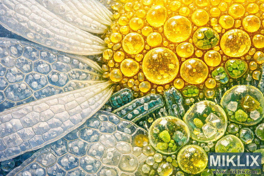 Microscopic view of chamomile flower showing detailed cellular structure with translucent petal cells, golden oil droplets, green chloroplasts, and crystalline glandular trichomes.