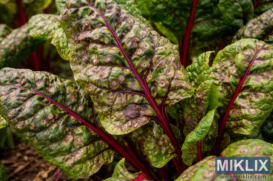 Close-up landscape image of Swiss chard leaves showing numerous tan and brown circular lesions with dark borders caused by Cercospora leaf spot.