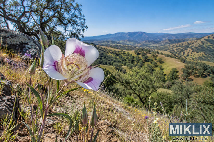 White and purple mariposa lily with unopened buds on a rocky foothill slope overlooking rolling oak-dotted hills and distant mountains. White and purple mariposa lily with unopened buds on a rocky foothill slope overlooking rolling oak-dotted hills and distant mountains.