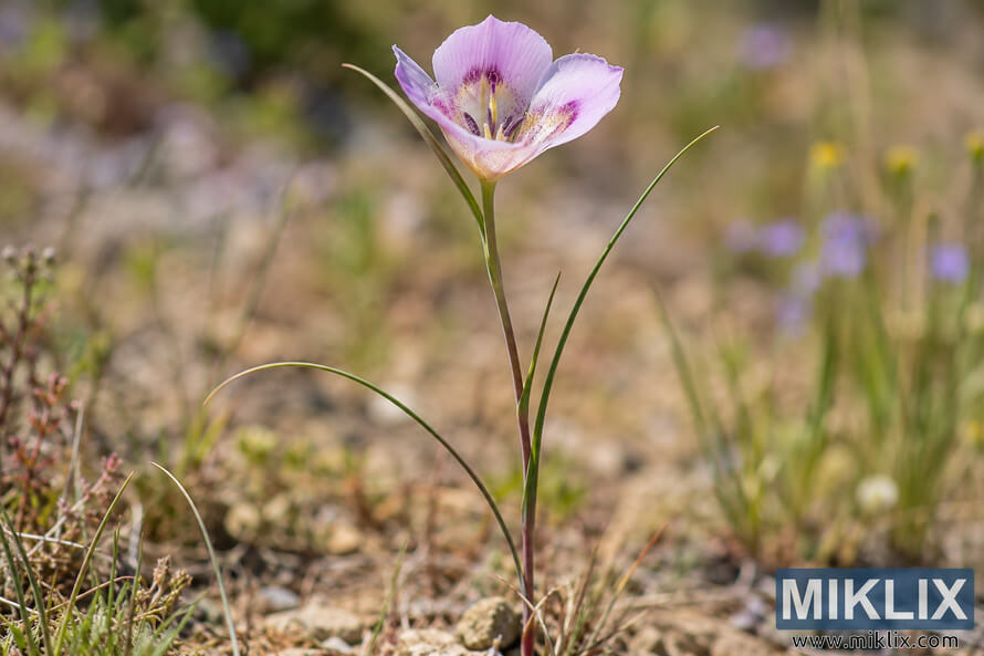 Close-up of a slender Calochortus venustus with narrow green leaves and a pale purple, speckled flower in a sunlit rocky meadow. Close-up of a slender Calochortus venustus with narrow green leaves and a pale purple, speckled flower in a sunlit rocky meadow.