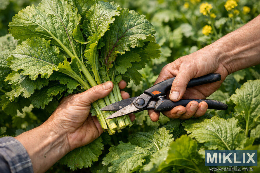 Close-up of hands cutting mature mustard leaves with garden scissors in a lush green garden during daylight.