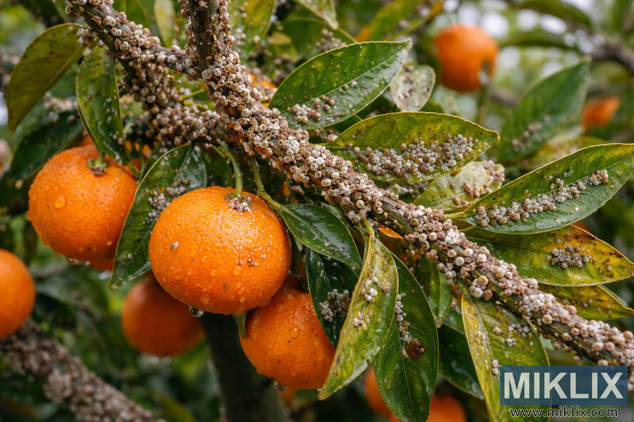 Close-up of a tangerine tree branch heavily covered with scale insects on the bark and leaves, with ripe orange fruits hanging nearby.