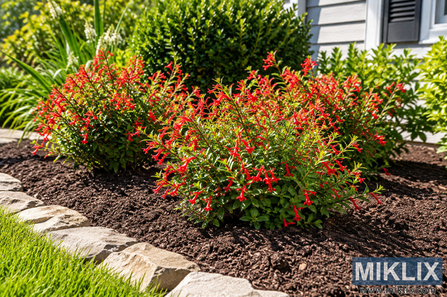 Sunlit garden bed with compact green plants covered in red tubular flowers, dark mulch, stone edging, lawn, shrubs, and a house in the background. Sunlit garden bed with compact green plants covered in red tubular flowers, dark mulch, stone edging, lawn, shrubs, and a house in the background.