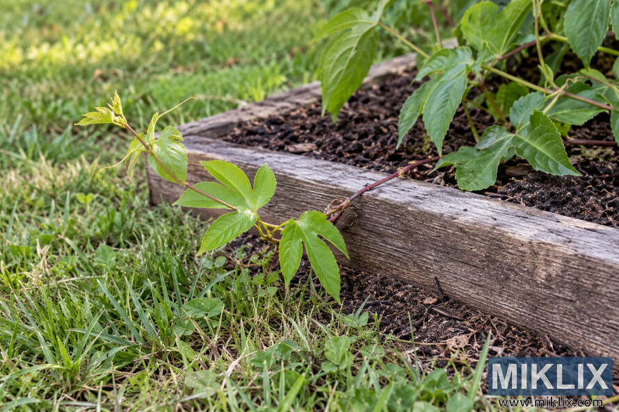 Young green climbing vine with lobed leaves and tendrils growing over a weathered wooden garden-bed border into grass. Young green climbing vine with lobed leaves and tendrils growing over a weathered wooden garden-bed border into grass.