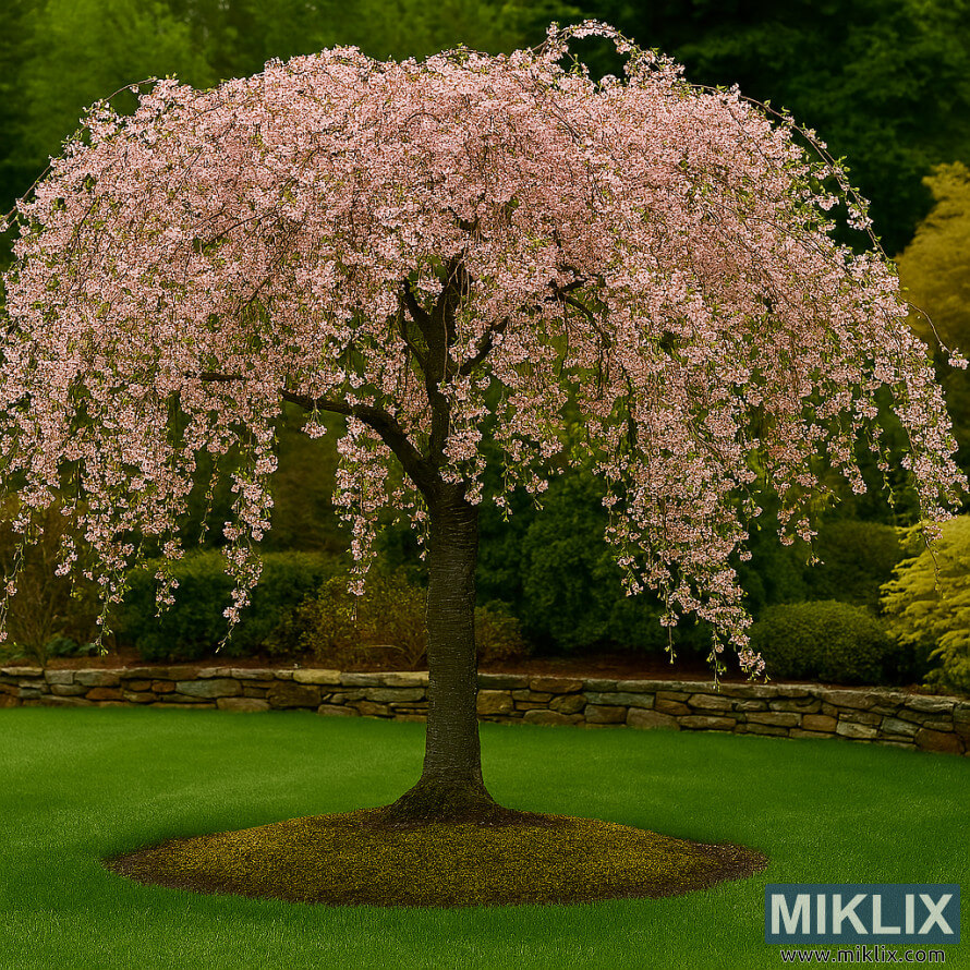 Photo de paysage dâun cerisier pleureur mature dans un jardin paysager montrant sa beautÃ© au printemps, en Ã©tÃ©, en automne et en hiver