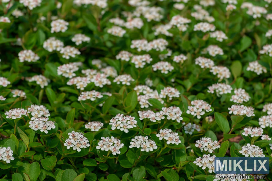 Landscape photo of Ground Hug aronia forming a dense groundcover with clusters of small white flowers and glossy green leaves.