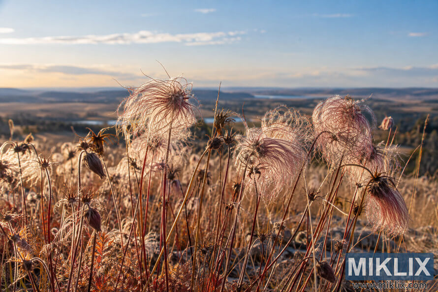 Feathery pink and silver prairie smoke seed heads on reddish stems in a sunlit late-fall meadow, with rolling hills and a pale blue sky behind them. Feathery pink and silver prairie smoke seed heads on reddish stems in a sunlit late-fall meadow, with rolling hills and a pale blue sky behind them.