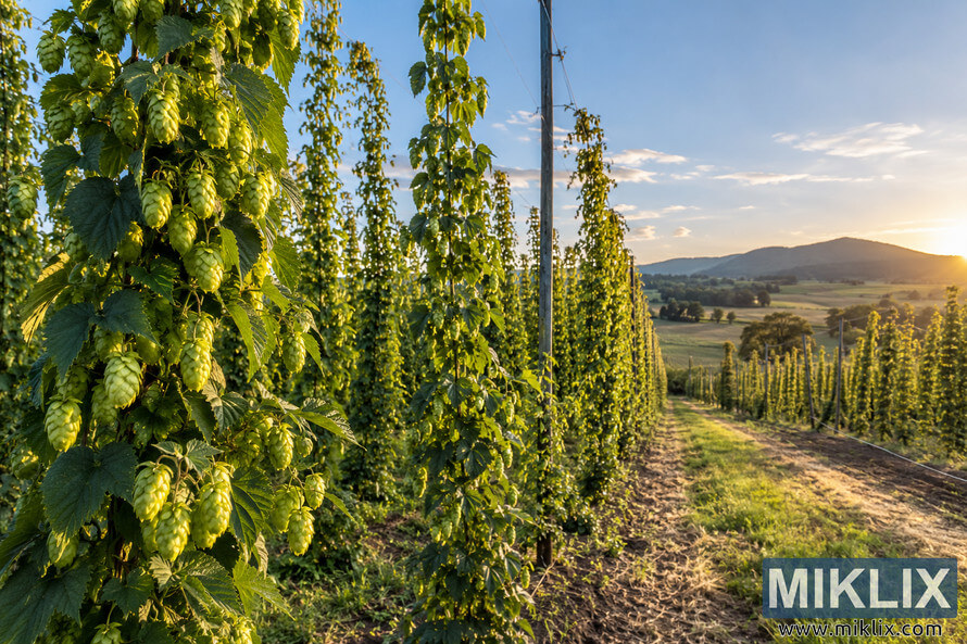 Photorealistic landscape view of a hop farm at golden hour, with mature green hop bines and cones growing on tall trellis systems above rows of farmland and a dirt track, with rolling hills in the distance. Photorealistic landscape view of a hop farm at golden hour, with mature green hop bines and cones growing on tall trellis systems above rows of farmland and a dirt track, with rolling hills in the distance.