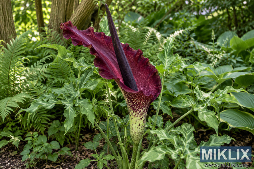 Large burgundy dragon arum flower with a dark spadix and variegated green foliage growing among ferns in a shaded garden border.