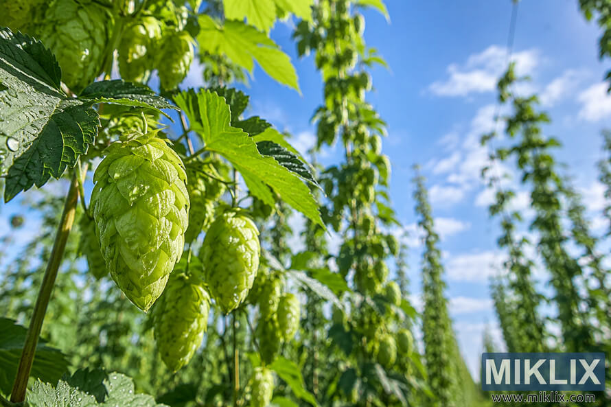 Close-up landscape photograph of early-maturity hop plants with vibrant green cones covered in morning dew, surrounded by lush leaves and trellised vines beneath a bright blue sky. Close-up landscape photograph of early-maturity hop plants with vibrant green cones covered in morning dew, surrounded by lush leaves and trellised vines beneath a bright blue sky.