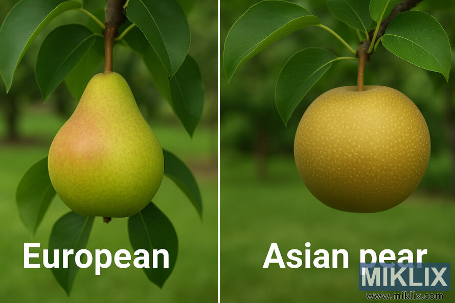 Side-by-side comparison of a European pear and an Asian pear on branches with green leaves.