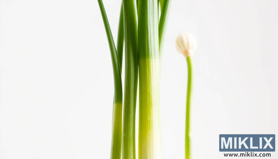 Ukuvala ama-leeks amasha aneziqu ezinde eziluhlaza kanye nama-bulb amhlophe ngaphansi kokukhanya kwemvelo okuthambile ngokumelene nengemuva elikhanyayo.