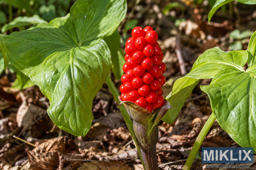 Close-up of a glossy bright red berry cluster on an upright woodland plant, surrounded by large green leaves and brown leaf litter. Close-up of a glossy bright red berry cluster on an upright woodland plant, surrounded by large green leaves and brown leaf litter.