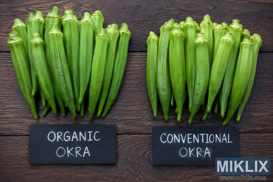 High-resolution landscape comparison image showing organic okra on the left and conventional okra on the right on a rustic wooden surface, with labeled signs and a comparison table summarizing differences in appearance, texture, firmness, growing practices, environmental impact, and nutrition. High-resolution landscape comparison image showing organic okra on the left and conventional okra on the right on a rustic wooden surface, with labeled signs and a comparison table summarizing differences in appearance, texture, firmness, growing practices, environmental impact, and nutrition.