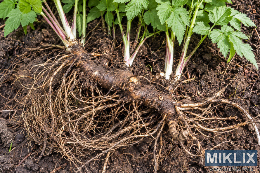 Close-up of an exposed mature white baneberry rhizome with dense fine roots, pale shoots, reddish-green stems, and serrated green foliage in dark soil. Close-up of an exposed mature white baneberry rhizome with dense fine roots, pale shoots, reddish-green stems, and serrated green foliage in dark soil.