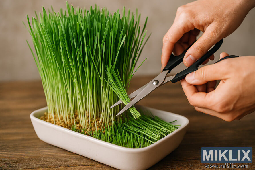 Close-up of hands cutting fresh wheatgrass with scissors in a ceramic tray