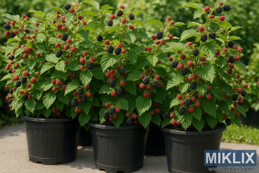 De luxuriants plants de mÃ»riers, chargÃ©s de baies mÃ»res et vertes, poussent dans de grands conteneurs noirs sur une terrasse de jardin.