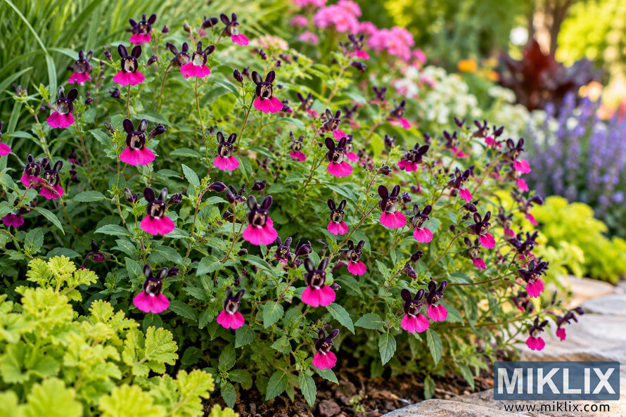 Bat-faced cuphea covered in vivid pink and dark purple flowers in a lush, sunlit garden bed with colorful blurred plants behind it. Bat-faced cuphea covered in vivid pink and dark purple flowers in a lush, sunlit garden bed with colorful blurred plants behind it.